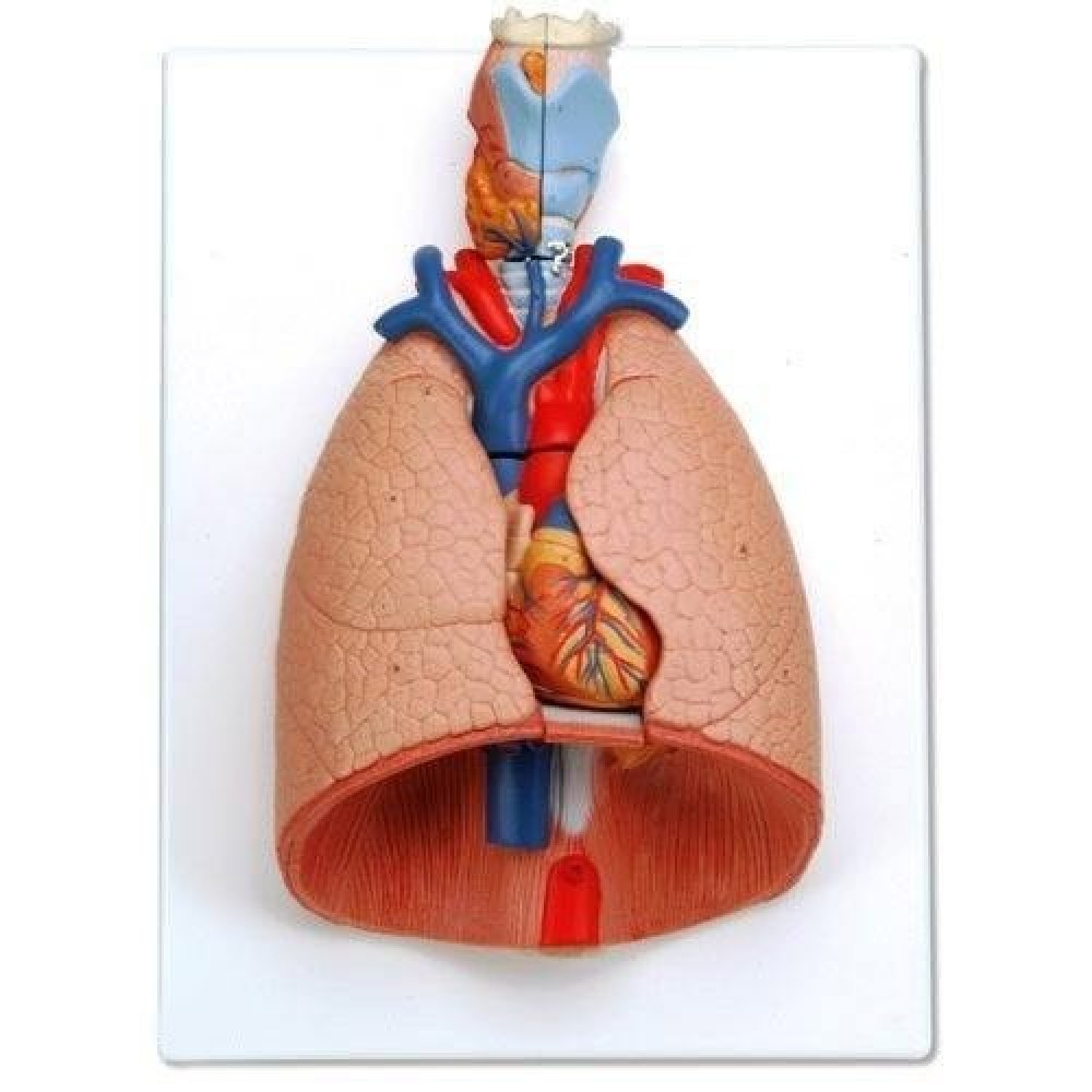 Larynx Heart Lungs Model By Starter Group